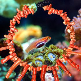 Korall nyakláncok